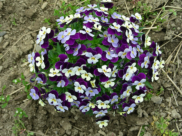 pansy in flower